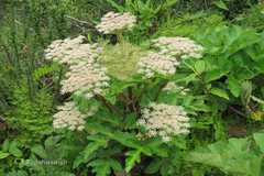 Heracleum nepalense